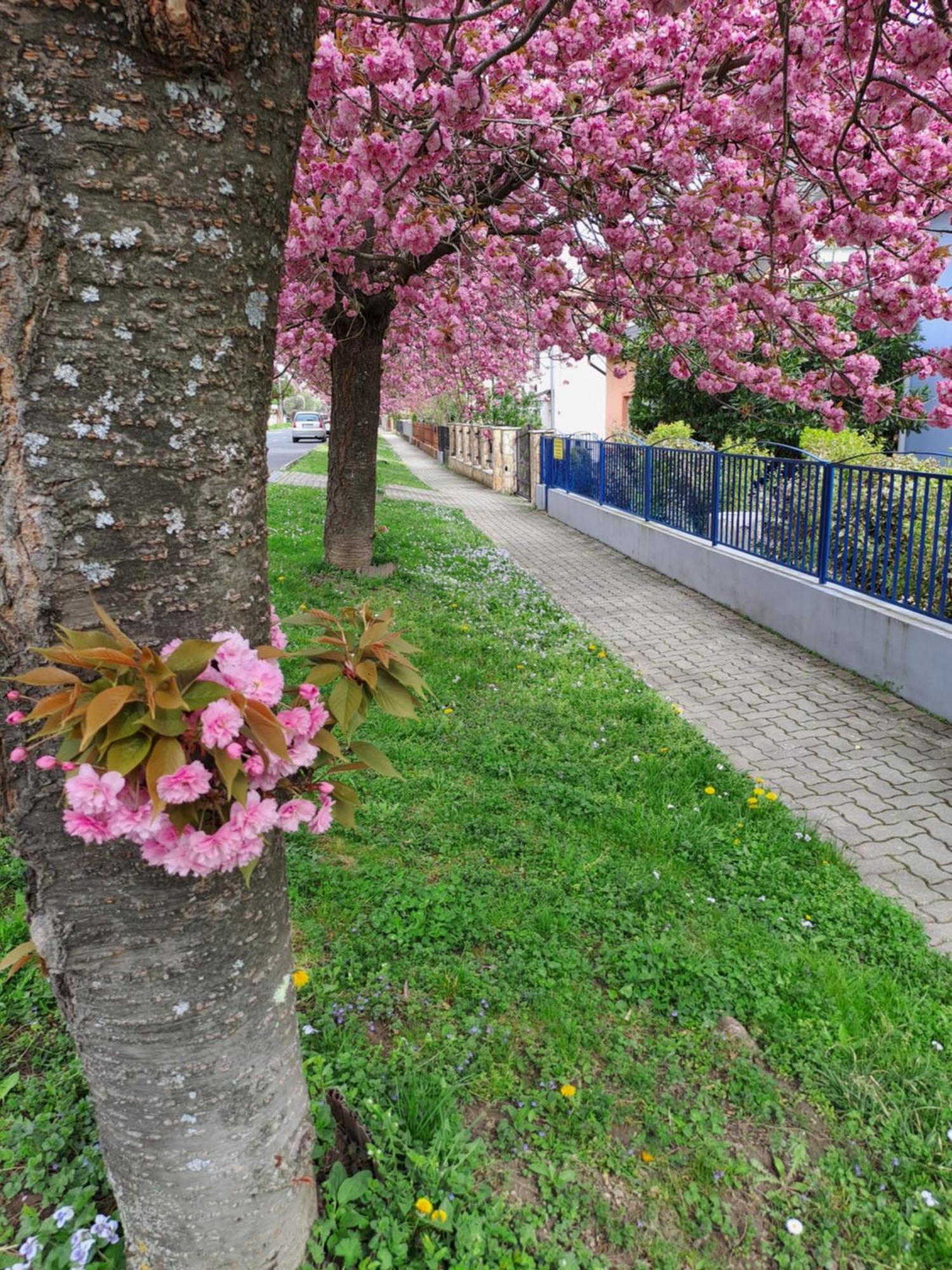 Hévíz Laguna Apartmanhaz מראה חיצוני תמונה